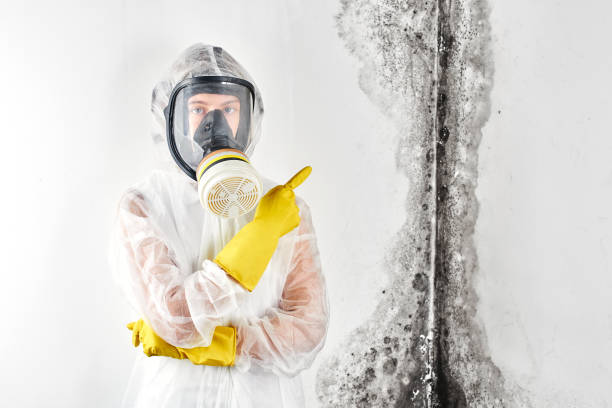 Best Mold Remediation for Healthcare Facilities  in Naples, UT